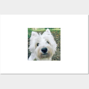 Westie Posters and Art